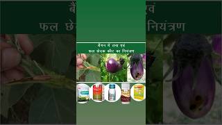 Brinjal Shoot and Fruit Borer 100% Control || बैगन में तना छेदक और फल छेदक कीट 100% कंट्रोल#brinjal