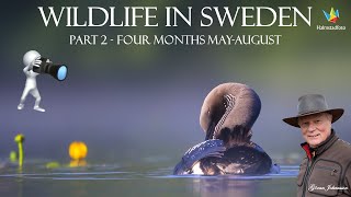 WILDLIFE PHOTOGRAPHY - Bird photography in Sweden Year 2024. Part 2. Four month - May to August