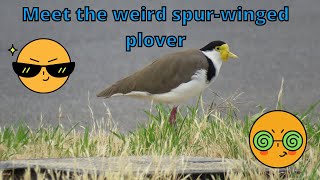 Spur-winged plovers by the road