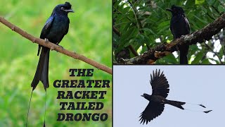 The Greater Racket-tailed Drongo: Master Mimic and Aerial Acrobat