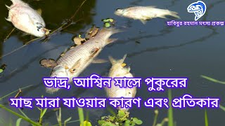 ১৭৮..ভাদ্র, আশ্বিন মাসে পুকুরের মাছ মারা যাওয়ার কারণ এবং প্রতিকার।