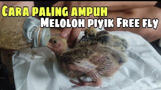 Cara Meloloh Merpati FF dari Piyik Usia 2 minggu