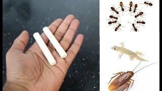 Get Rid of ANTS,COCKROACH AND LIZARD||ഇതുമാത്രം മതി പാറ്റാ, പല്ലി,ഉറുമ്പ് ഇവയെ വിട്ടില്‍ നിന്ന്