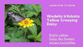 Wedelia trilobata Yellow creeping Daisy Pretty Golden Yellow Daisy like flowers attract butterflies