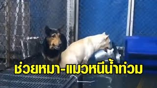 ลำบากยันหมา! ชาวอ่างทองร้องขอไม้กระดาน ลำเลียงหมา-แมวกว่า 100 ชีวิต ออกจากพื้นที่ หลังน้ำท่วมสูง