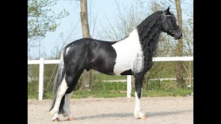 Baroque Pinto Horses for sale https://www.blacksterlingfriesians.com questions? 415-272-2112