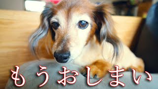 老犬ダックス兄弟【虹組さんと仲良くね】ソラのストーカーは？もちろんこの人です