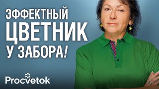 ЧТО ПОСАДИТЬ ВДОЛЬ ЗАБОРА? ТОП-10 эффектных растений, которые мигом преобразят любой забор