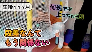 【生後336日目】トランポリンへの上り下りを覚える【0歳11ヶ月】