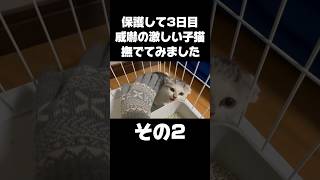 保護して3日目の威嚇の激しい子猫を初めて撫でてみた