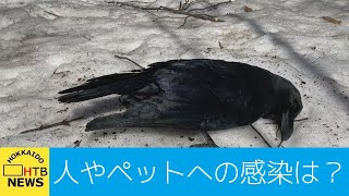 札幌　カラスとキツネが高病原性鳥インフルエンザに感染　円山動物園は一部閉鎖に　人やペットへの感染は？