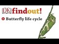 DKfindout! Butterfly life cycle