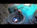 Clam Dunk: Sea Otter Juno Plays Basketball