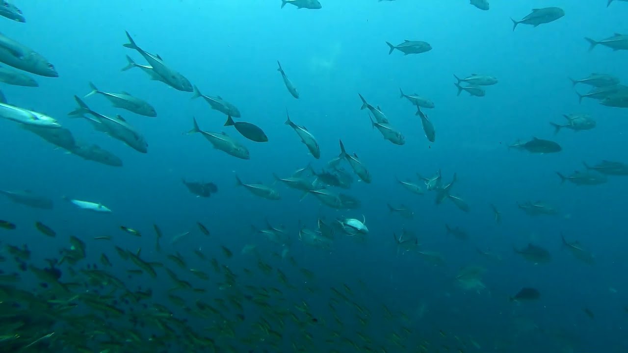 Richelieu Rock And Similan Island In Thailand Sonboon 4 Liveaboard ...