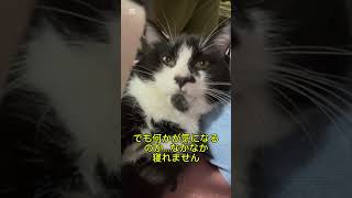 キジトラの保護猫がやってきた629( ´∀｀)生後０日赤ちゃん猫緊急保護！はちわれも仲間入り！茶白も仲間入り！茶トラも仲間入り#生後０日#子猫#保護猫#猫#へその緒離乳食#shorts#きじとら#開眼