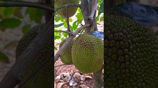 ഞങ്ങടെ നാട്ടിലെ VIP ചക്കത്തോട്ടം 😎#jackfruit #fruits