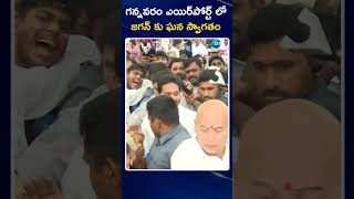 YS Jagan Returns from Bangalore | గన్నవరం ఎయిర్‌పోర్ట్‌ లో జగన్!! ఘన స్వాగతం పలికిన వైసీపీ శ్రేణులు