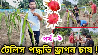 টেলিস পদ্ধতিতে ড্রাগন চাষ । Dragon fruit farming trellis system । #dragon @pabitramaity9705