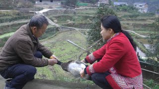 村裏封路不能去縣城買肉肉，燕子在家抓鴨來吃，壹天吃壹只太爽了