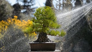 Japanese Black Pine Repotting - Arkefthos Bonsai