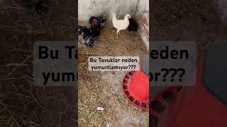 Bu Tavuklar Neden Yumurtlamıyor???