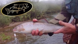 Jura - Rivière d'Ain - Une sacrée surprise de presque 45 !