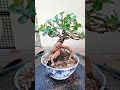 ลงกระถางเซรามิก บอนไซ ช้อนเงินช้อนทอง bonsai bonsaiart gardener beats music