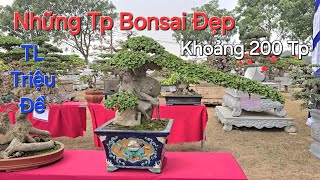 CHIÊM NGƯỠNG giàn Bonsai ĐỂ BÀN khoảng 200 TP ĐẸP tại Triển lãm TRIỆU ĐỀ - LẬP THẠCH - VP .