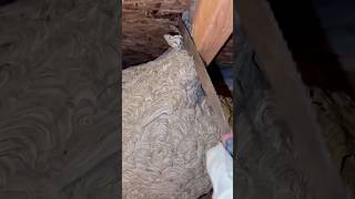 Giant Attic Wasp Nest Removal