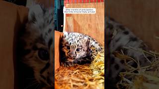 A snow leopard’s affectionate gesture warmed hearts