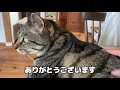 兄猫に顔をうずめて甘える弟猫がかわいい