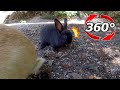 VR 360° | A small, timid black rabbit. It mustered up its courage and approached!