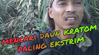 Mencari Daun Kratom Paling Ekstrim