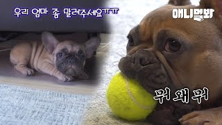 새끼보다 더 새끼같아진 어미개때문에 단체로 서운한 새끼강아지들ㅋㅋㅣThings Momma Dog Who Wanted To Play Did To Her 2 Months-Old Pus