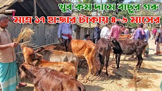 মাত্র ১৭ হাজার টাকায় ৪-৬ মাসের বাছুর গরু | বেতাগা গরুর হাট | নগর বাংলা টিভি