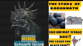 //Searching// interesting facts about black chicken// the  king kadaknath