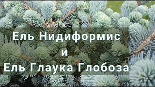 КАРЛИКОВЫЕ ЕЛИ НИДИФОРМИС и ГЛАУКА ГЛОБОЗА | Карликовые ели | Голубые ели Ель Глаука Глобоза