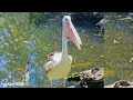 world s largest bill australian pelican 72 1993