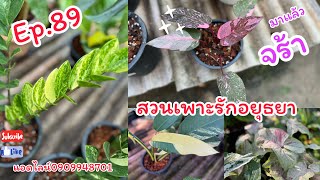 กลับมาแล้วจร้า  ep.89 สวนเพาะรักอยุธยา แอดไลน์0909948701 @gardenbypor1318 #ไม้มงคล #plants