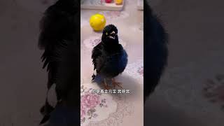 #年轻人的活法 #夏日萌友季 #快手光合计划助我上热门  #cutebird #birds