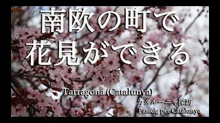 南欧の街で花見ができる（タラゴナ・スペイン）Tarrgona/Spain