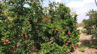 pomegranate garden in Anantapur //దానిమ్మ తోట in అనంతపూర్