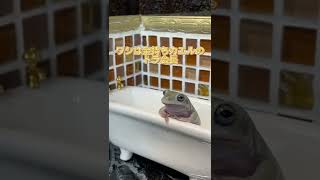 お風呂に入るカエル【イエアメガエル】White's tree frog #short