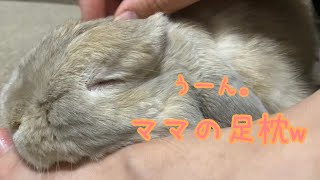 甘えん坊うさぎのうっとりタイム🐰　　ホーランドロップ#386