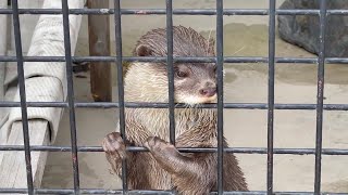 コツメカワウソ⑤【東武動物公園】ふう \u0026 まっちゃ 呼ぶと寄ってくる ふうと 自由なまっちゃ かわいい姿！ 2022.7.20【水族館・動物園の生き物動画】埼玉 Otters Japan Zoo