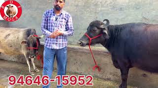 1 ਉੱਚੇ ਵਾਲੀ ਝੋਟੀ ਮਗਰ ਕੱਟਾ-1 ਗੱਬਣ ਗਾ -1 female dog -2 cow for sale (21-2-2025)