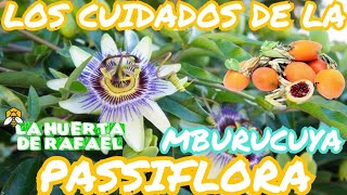 Los cuidados de la mburucuya o passiflora(Flor de la pasión)|•|Passiflora caerulea|•|7MaTemporada