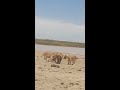 Lioness prey the baby Wildebeest