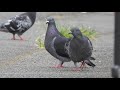 カワラバトrock doveドバト（河原鳩、学名 columba livia）ハト目ハト科カワラバト属　dscn5427