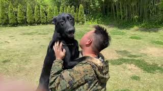 ゼウス初めての面会〜八幡警察犬訓練所〜